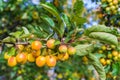 The branch of Malus baccata or Siberian crab apple tree with tiny red and orange cherry apples Royalty Free Stock Photo