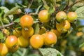 The branch of Malus baccata or Siberian crab apple tree with tiny red and orange cherry apples