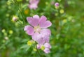 Branch of Malva flower Royalty Free Stock Photo