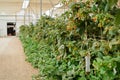 Branch with many raspberries on a plantation