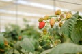 Branch with many raspberries on a plantation