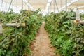 Branch with many raspberries on a plantation