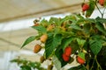 Branch with many raspberries on a plantation