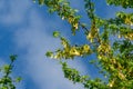 Branch of maple Acer saccharinum with a lot of green seeds against blue sky. Young seeds on maple Acer saccharinum Royalty Free Stock Photo