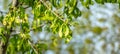 Branch of maple Acer saccharinum with lot of reen seeds against blue sky. Young seeds on maple Royalty Free Stock Photo