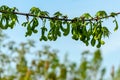 Branch of maple Acer saccharinum with lot of reen seeds against blue sky. Young seeds on maple Acer saccharinum Royalty Free Stock Photo