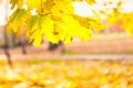 Branch with maple leaves on autumn park background Royalty Free Stock Photo