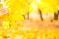 Branch with maple leaves on autumn park background Royalty Free Stock Photo