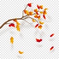 Branch of maple tree, autumn leaf fall. Autumn realistic vector illustration on trancparency background Royalty Free Stock Photo