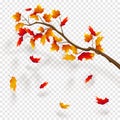 Branch of maple tree, autumn leaf fall. Autumn realistic vector illustration on trancparency background Royalty Free Stock Photo