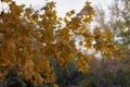 A branch of maple with yellow wet leaves. Selectiv focus