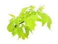 A branch of maple with young green leaves isolated on a white background Royalty Free Stock Photo