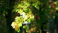 Branch with mapple leaves.