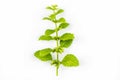 A branch of medical plant of melisa isolated on a white background Royalty Free Stock Photo