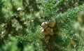 Branch of Mediterranean cypress with round cones seeds against sun on blurred spring green bokeh. Cupressus sempervirens Royalty Free Stock Photo