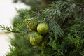 Branch of Mediterranean cypress with round cones seeds. Cupressus sempervirens in island Rhodes, Greece. Italian cypress Royalty Free Stock Photo