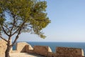 Branch of mediterranean pine tree in front of wide ocean