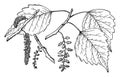 Branch of Mexico Poplar vintage illustration