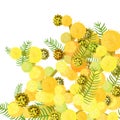 Branch of mimosa acacia silvery whitened family of legumes. Vector illustration