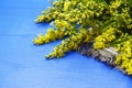 Branch of mimosa Royalty Free Stock Photo