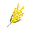 Branch of Mimosa or Silver Wattle with Bipinnate Leaves and Yellow Racemose Inflorescences Vector Illustration Royalty Free Stock Photo
