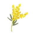 Branch of Mimosa or Silver Wattle with Bipinnate Leaves and Yellow Racemose Inflorescences Vector Illustration Royalty Free Stock Photo