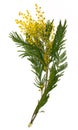 Branch of mimosa (silver wattle) isolated on white