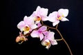 A Branch of Minature Orchids