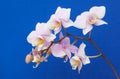 A Branch of Minature Orchids