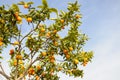 Branch of mini oranges (Kumquats) against a blue sky