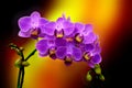 A branch of mini purple phalaenopsis orchids against dark gradient background