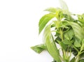 Branch mint leaves over white background.