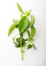 Branch mint leaves over white background.