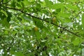 Branch of mirabelle plum tree with two yellow fruits