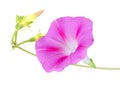 Morning glory ipomoea flower isolated white Royalty Free Stock Photo