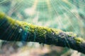 Branch and moss in forest with soft blur background. Royalty Free Stock Photo