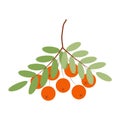 A branch of mountain ash with green leaves and berries. Vector illustration. isolated on a white background Royalty Free Stock Photo