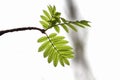 Branch of a mountain ash tree with bright green leaves Royalty Free Stock Photo