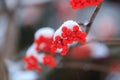 A branch of mountain ash under the snow. Rowan in winter. Red berries close-up on background Royalty Free Stock Photo