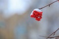 A branch of mountain ash under the snow. Rowan in winter. Red berries close-up on background Royalty Free Stock Photo