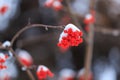 A branch of mountain ash under the snow. Rowan in winter. Red berries close-up on background Royalty Free Stock Photo