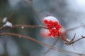 A branch of mountain ash under the snow. Rowan in winter. Red berries close-up on background Royalty Free Stock Photo