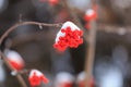 A branch of mountain ash under the snow. Rowan in winter. Red berries close-up on background Royalty Free Stock Photo
