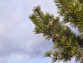 Pine branch with cones on the sky background. Royalty Free Stock Photo