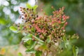 Branch of Mt. Atlas mastic tree in their natural habitat Royalty Free Stock Photo