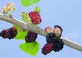 Branch of mulberry tree with fruits Royalty Free Stock Photo