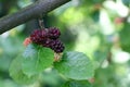 Branch of mulberry