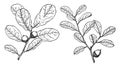 Branch of Myrtle Oak vintage illustration