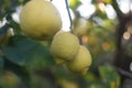 Branch of natural, fresh and organic lemons.