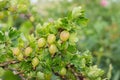 Branch of natural green gooseberries